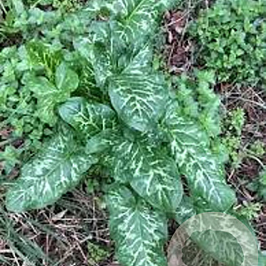 Arum italicum 'Marmoratum' GM P9