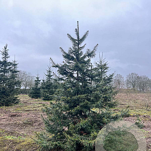 Abies grandis 300-350 cm draadkluit solitair