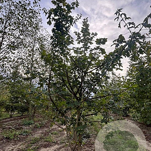 Acer campestre 250-300 cm draadkluit meerstammig