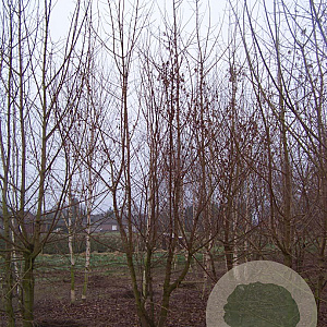 Acer campestre 450-500 cm draadkluit meerstammig