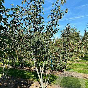 Acer capillipes 175-200 cm draadkluit meerstammig