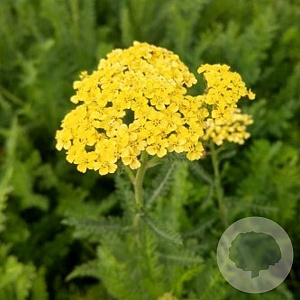 Achillea 'Credo' GM P9