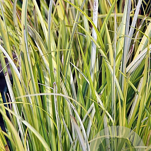 Acorus gramineus 'Ogon' GM P9