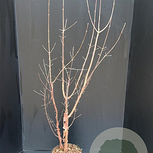 Acer griseum 100-125 cm 7,5L
