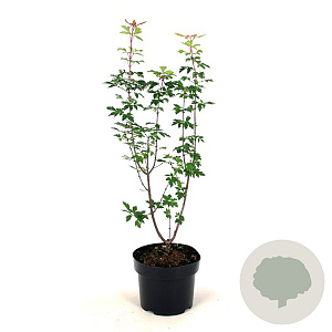 Acer griseum 60-80 cm 5,0L