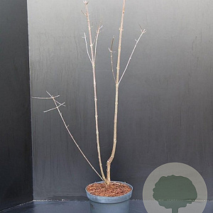 Acer griseum 60-80 cm 5,0L