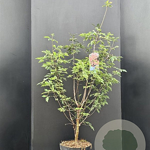Acer griseum 80-100 cm 7,5L