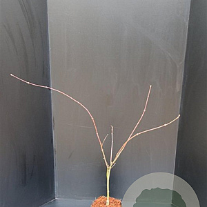 Acer japonicum 'Aconitifolium' 50-60 cm 5,0L