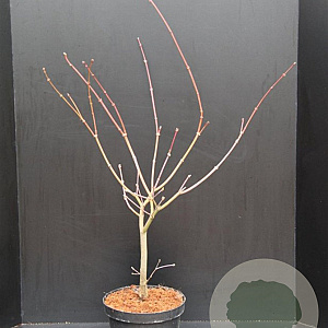 Acer japonicum 'Aconitifolium' 60-80 cm 10L