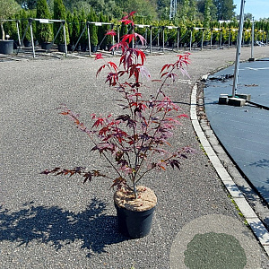 Acer pal. 'Atropurpureum' 50-60 cm 5,0L