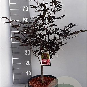 Acer pal. 'Atropurpureum' 60-80 cm 10L
