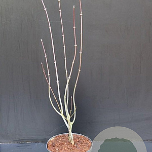 Acer pal. 'Atropurpureum' 60-80 cm 5,0L