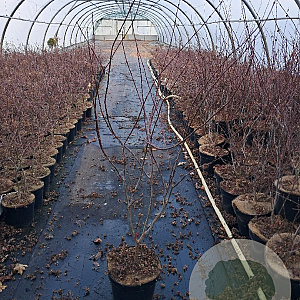 Acer pal. 'Atropurpureum' 80-100 cm 10L