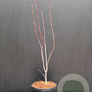 Acer pal. 'Bloodgood' 40-50 cm 5,0L