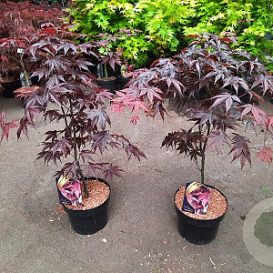 Acer pal. 'Bloodgood' 60-80 cm 5,0L