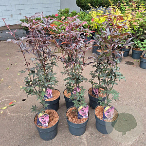 Acer pal. 'Bloodgood' 60-80 cm 5,0L