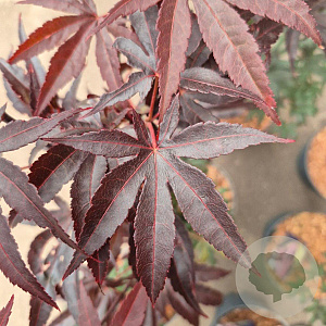 Acer pal. 'Bloodgood' 60-80 cm 5,0L
