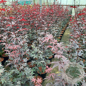 Acer pal. 'Bloodgood' 60-80 cm 5,0L