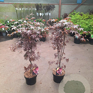 Acer pal. 'Bloodgood' 60-80 cm 5,0L