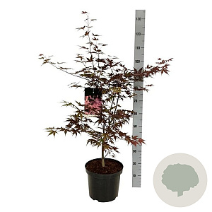 Acer pal. 'Bloodgood' 80-100 cm 10L