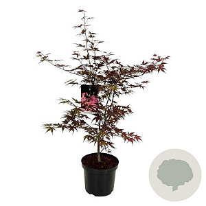 Acer pal. 'Bloodgood' 80-100 cm 10L