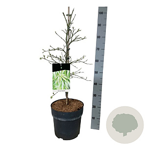 Acer pal. 'Dissectum' 60-80 cm 10L