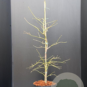 Acer pal. 'Dissectum' 80-100 cm 10L