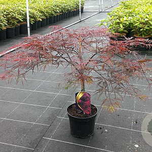 Acer pal. 'Garnet' 40-50 cm 5,0L
