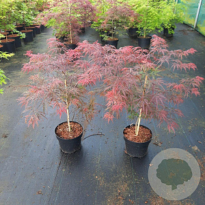 Acer pal. 'Garnet' 40-50 cm 5,0L