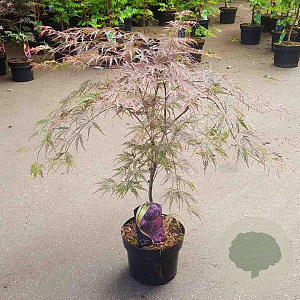 Acer pal. 'Garnet' 40-50 cm 5,0L
