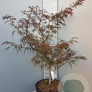 Acer pal. 'Garnet' 50-60 cm 10L