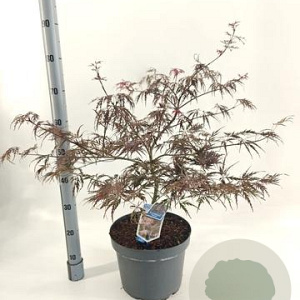 Acer pal. 'Garnet' 50-60 cm 10L