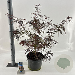 Acer pal. 'Garnet' 50-60 cm 10L