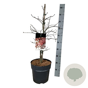 Acer pal. 'Garnet' 60-80 cm 10L