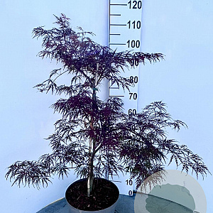 Acer pal. 'Garnet' 60-80 cm 10L