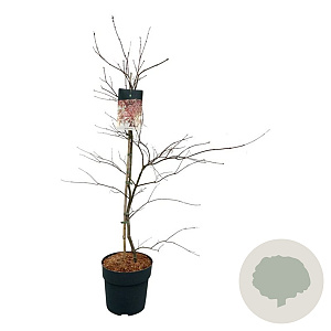 Acer pal. 'Garnet' 80-100 cm 10L