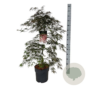 Acer pal. 'Garnet' 80-100 cm 10L