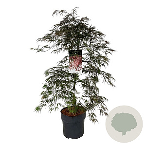 Acer pal. 'Garnet' 80-100 cm 10L