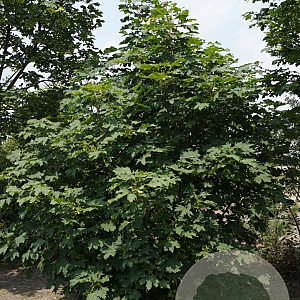 Acer platanoides 250-300 cm draadkluit meerstammig
