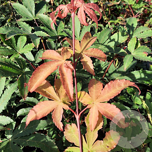 Acer pal. 'Osakazuki' 50-60 cm 5,0L