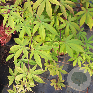 Acer pal. 'Osakazuki' 50-60 cm 5,0L