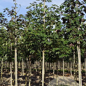 Acer pseudoplatanus 10-12 HO draadkluit