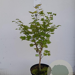 Acer shirasawanum 'Aureum' 40-50 cm 5,0L