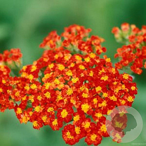 Achillea 'Walther Funcke' GM P9
