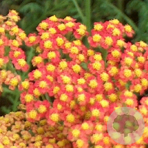 Achillea 'Walther Funcke' GM P9