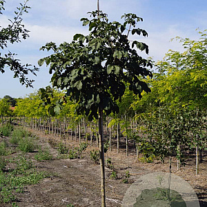 Aesculus carnea 'Briotii' 14-16 HO draadkluit