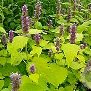Agastache foeniculum GM P9 BIO