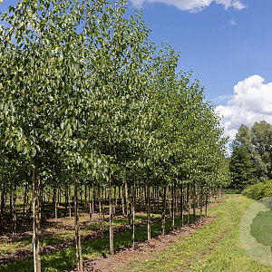 Alnus cordata 14-16 HO draadkluit