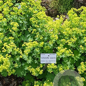 Alchemilla epipsila GM P9
