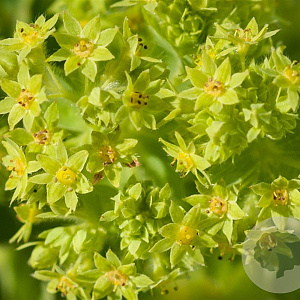 Alchemilla vulgaris GM P9 BIO